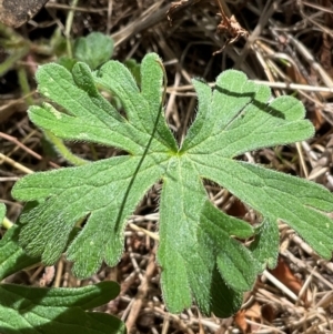 Geranium solanderi var. solanderi at Denman Prospect, ACT - 22 Aug 2024