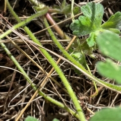 Geranium solanderi var. solanderi at Denman Prospect, ACT - 22 Aug 2024