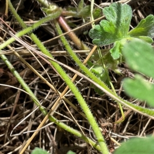 Geranium solanderi var. solanderi at Denman Prospect, ACT - 22 Aug 2024