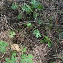 Geranium solanderi var. solanderi at Denman Prospect, ACT - 22 Aug 2024 01:10 PM