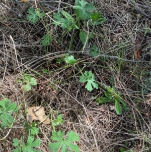 Geranium solanderi var. solanderi at Denman Prospect, ACT - 22 Aug 2024