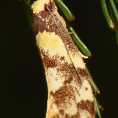 Eulechria marmorata (A Concealer moth (Eulechria group)) at Sheldon, QLD - 23 Aug 2024 by PJH123