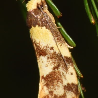 Eulechria marmorata (A Concealer moth (Eulechria group)) at Sheldon, QLD - 23 Aug 2024 by PJH123