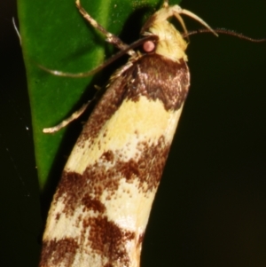 Eulechria marmorata at Sheldon, QLD - 2 Mar 2024