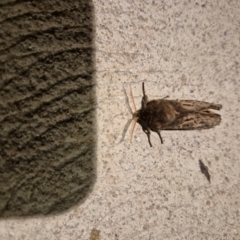 Oxycanus (genus) (Unidentified Oxycanus moths) at Googong, NSW - 11 May 2024 by QueenAnt