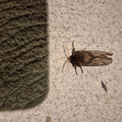 Oxycanus (genus) (Unidentified Oxycanus moths) at Googong, NSW - 11 May 2024 by QueenAnt