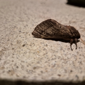 Oxycanus (genus) at Googong, NSW - 11 May 2024