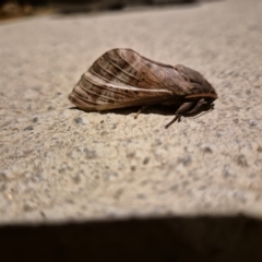 Oxycanus (genus) at Googong, NSW - 11 May 2024