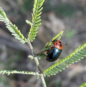 Calomela moorei at Denman Prospect, ACT - 22 Aug 2024