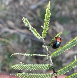 Calomela moorei at Denman Prospect, ACT - 22 Aug 2024