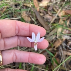 Caladenia carnea (Pink Fingers) at Pillar Valley, NSW - 24 Aug 2024 by JennieWren