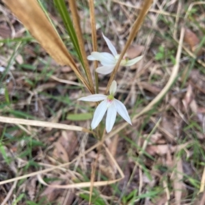 Caladenia carnea at Pillar Valley, NSW - 24 Aug 2024