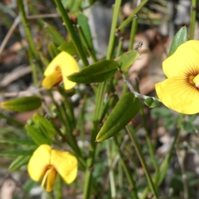 Bossiaea kiamensis at Tianjara, NSW - 21 Aug 2024 by RobG1