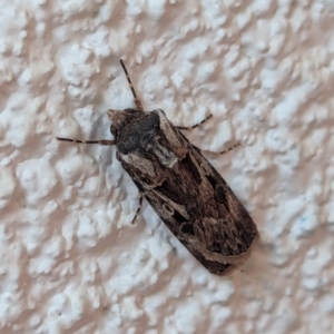 Agrotis munda at Watson, ACT - suppressed