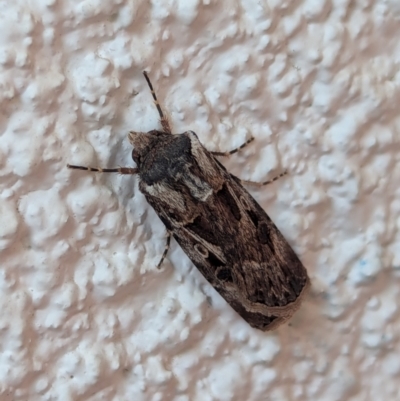 Agrotis munda (Brown Cutworm) at Watson, ACT - 23 Aug 2024 by AniseStar