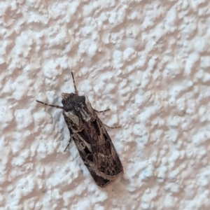 Agrotis munda at Watson, ACT - 23 Aug 2024