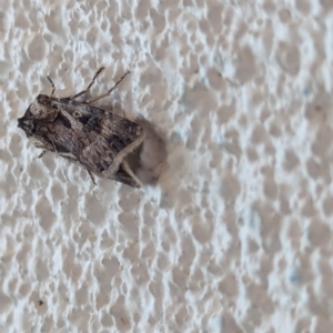 Agrotis munda at Watson, ACT - suppressed