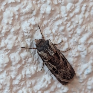 Agrotis munda at Watson, ACT - suppressed