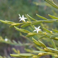 Olax stricta (Olax) at Tianjara, NSW - 21 Aug 2024 by RobG1