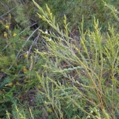 Olax stricta at Tianjara, NSW - 21 Aug 2024