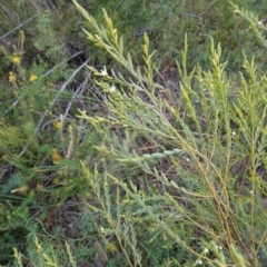 Olax stricta at Tianjara, NSW - 21 Aug 2024 03:24 PM