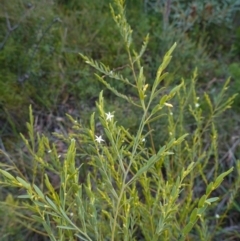 Olax stricta at Tianjara, NSW - 21 Aug 2024