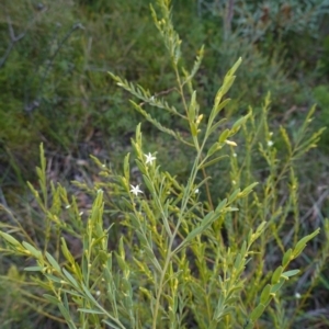 Olax stricta at Tianjara, NSW - 21 Aug 2024 03:24 PM