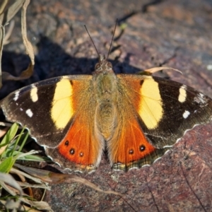 Vanessa itea at Lyons, ACT - 24 Aug 2024 09:10 AM