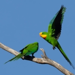 Polytelis swainsonii (Superb Parrot) at Acton, ACT - 24 Aug 2024 by rawshorty