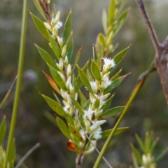 Leucopogon esquamatus (Swamp Beard-Heath) at Jerrawangala, NSW - 21 Aug 2024 by RobG1