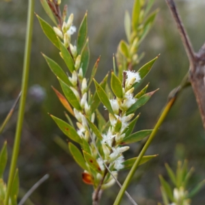 Leucopogon esquamatus at Jerrawangala, NSW - 21 Aug 2024