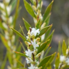 Leucopogon esquamatus at Jerrawangala, NSW - 21 Aug 2024 03:36 PM