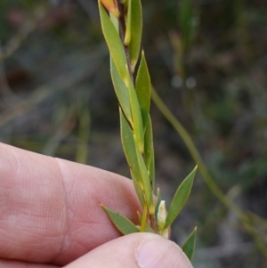 Leucopogon esquamatus at Jerrawangala, NSW - 21 Aug 2024