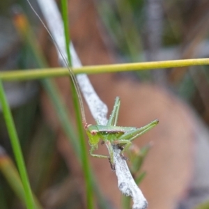 Chlorodectes baldersoni at Jerrawangala, NSW - 21 Aug 2024