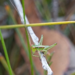 Chlorodectes baldersoni at Jerrawangala, NSW - 21 Aug 2024 03:37 PM