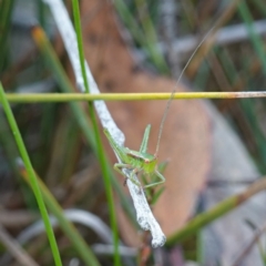 Chlorodectes baldersoni at Jerrawangala, NSW - 21 Aug 2024