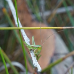 Chlorodectes baldersoni at Jerrawangala, NSW - 21 Aug 2024 03:37 PM