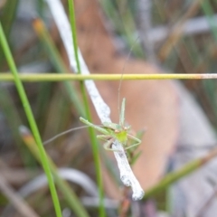 Chlorodectes baldersoni at Jerrawangala, NSW - 21 Aug 2024