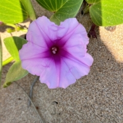 Ipomoea pes-caprae (Beach Morning Glory) at Mon Repos, QLD - 24 Aug 2024 by lbradley