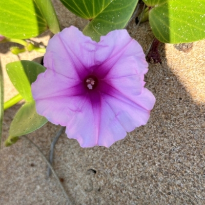 Ipomoea pes-caprae at Mon Repos, QLD - 24 Aug 2024 by lbradley