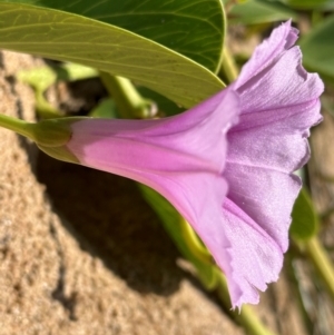 Ipomoea pes-caprae at Mon Repos, QLD - 24 Aug 2024