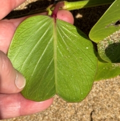 Ipomoea pes-caprae at Mon Repos, QLD - 24 Aug 2024