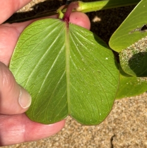Ipomoea pes-caprae at Mon Repos, QLD - 24 Aug 2024 11:56 AM