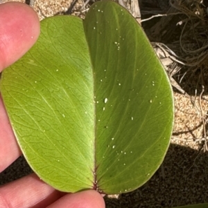 Ipomoea pes-caprae at Mon Repos, QLD - 24 Aug 2024