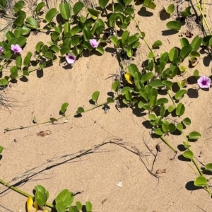 Ipomoea pes-caprae at Mon Repos, QLD - 24 Aug 2024