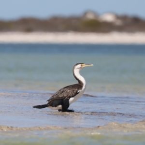 Phalacrocorax varius at Houtman Abrolhos, WA - 20 Apr 2024