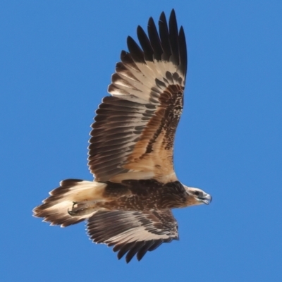 Haliaeetus leucogaster (White-bellied Sea-Eagle) at Houtman Abrolhos, WA - 20 Apr 2024 by jb2602