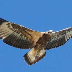 Haliaeetus leucogaster at Houtman Abrolhos, WA - 20 Apr 2024 02:17 PM