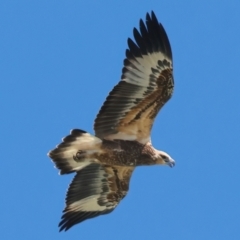 Haliaeetus leucogaster at Houtman Abrolhos, WA - 20 Apr 2024 02:17 PM