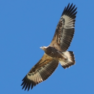 Haliaeetus leucogaster at Houtman Abrolhos, WA - 20 Apr 2024 02:17 PM